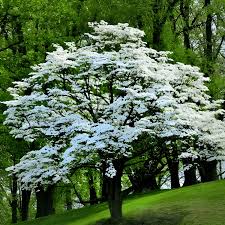 Dogwood Tree (15 Gallon)