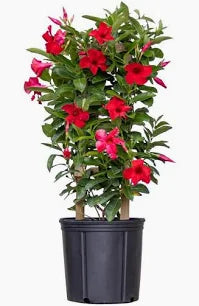 Mandevilla (4 Gallon)