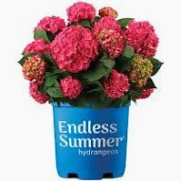 Endless Summer Hydrangea