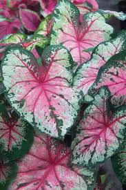 Caladium (12")