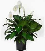 Peace Lilly (6 Inch)