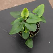 Heart Leaf Fern