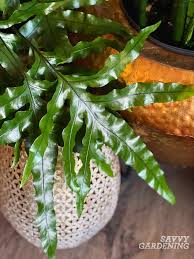 'Kangaroo Paw' Fern