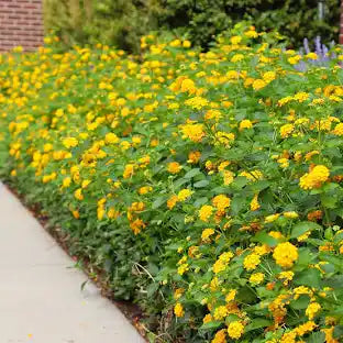 Lantana 4"