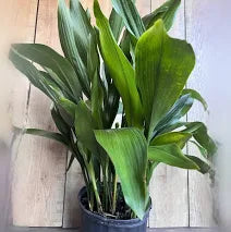 Cast Iron Plant