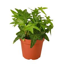 Ivy (4inch)