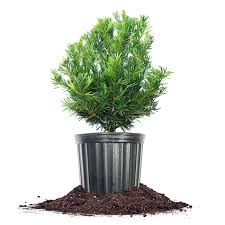 Pringles Podocarpus (3 Gallon)