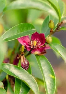 Stellar Ruby Banana Shrub – 3 Gallon