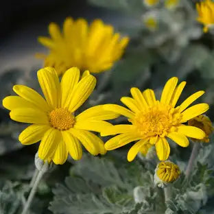Bush Daisy 'Euryops'