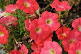 Petunia HB