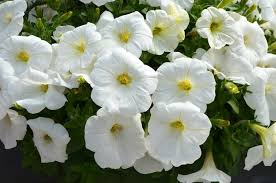 Petunia HB