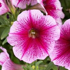 Petunia HB