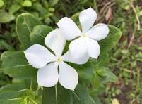 Vinca