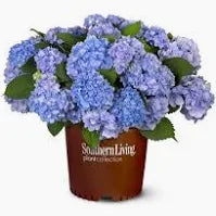 Hydrangea 'Dear Deloris' (3 Gallon)