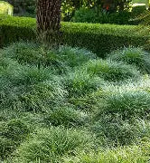 Ophiopogon 'Mondo' (1g)