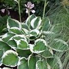 Hosta