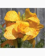 Canna Lily Cannova Golden Leopard (1 Gallon)