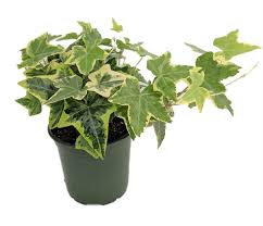 Ivy (4inch)