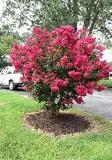Crepe Myrtle Dwarf