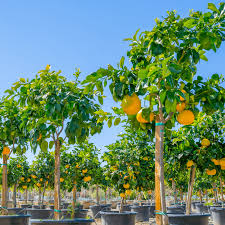 Ruby Red Grapefruit Tree (15 Gallon)