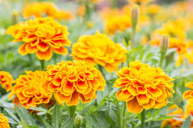 🌼Calendula Calendula officinalis | Pot Marigold