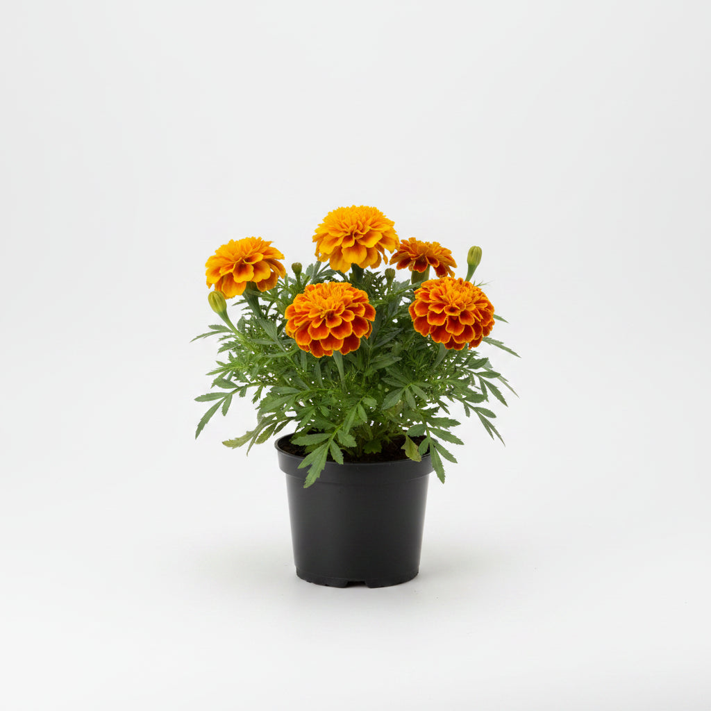 Calendula Marigold (4")