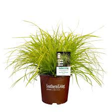 Carex Everillo 1g