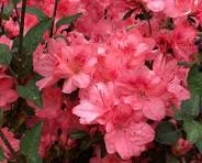 Azalea 'Rodriguez Pink' (1 Gallon)