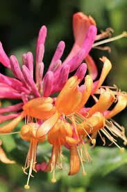 Honeysuckle (3 Gallon)