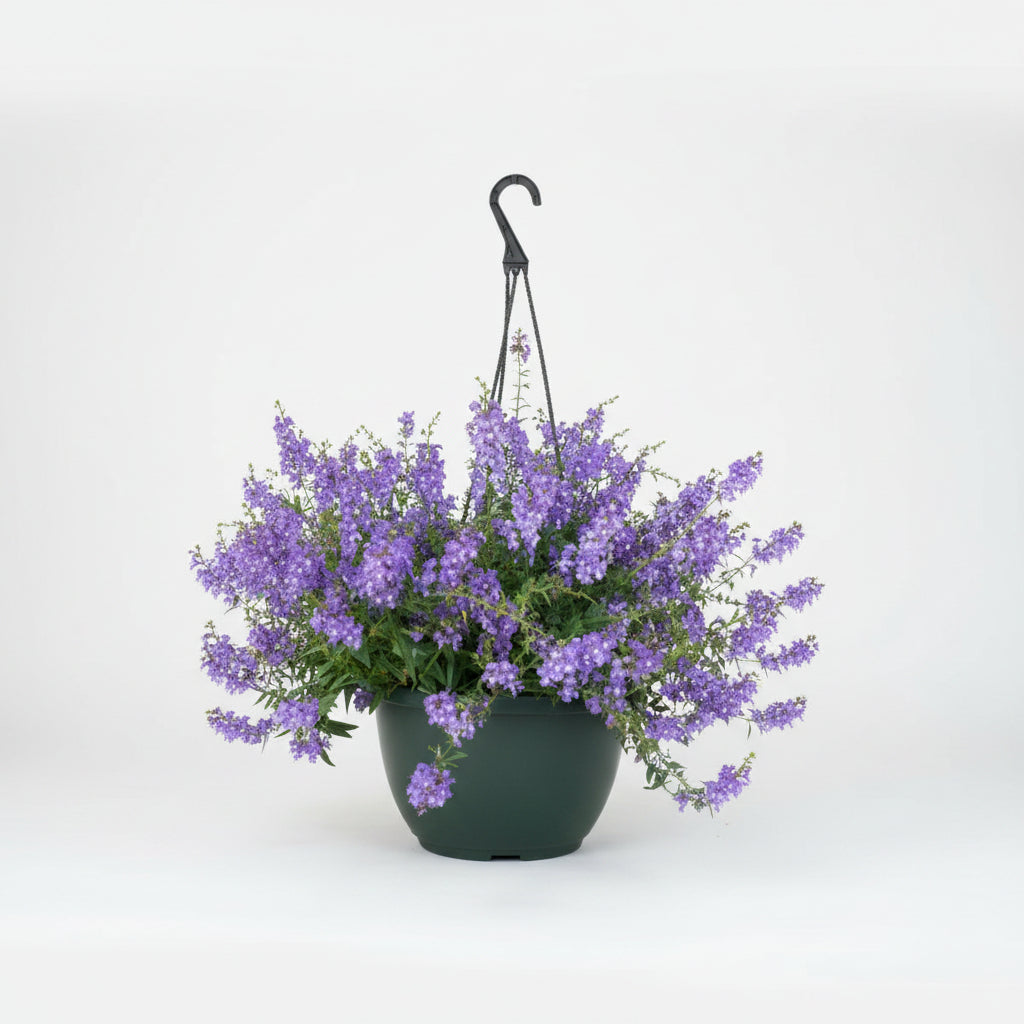 Angelonia (Hanging Basket)
