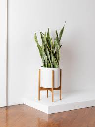 Sansevieria Lauren (14")