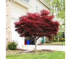 Japanese Maple 'Emperor One' (15 Gallon)