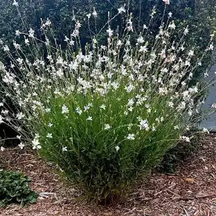 Gaura (1 Gallon)