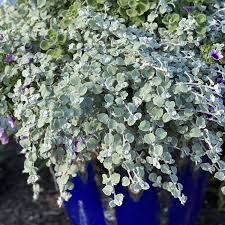 Helichrysum - White Licorice 4"