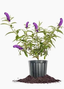 Butterfly Bush "Black Knight" (3 Gallon)