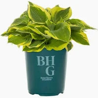 Hosta(3 Gallon)