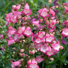 Penstemon (1 Gallon)