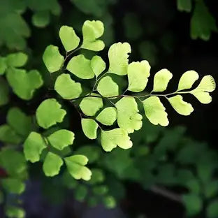 Tassel Fern