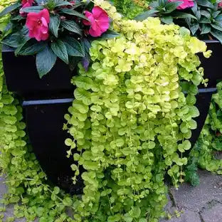 Lysimachia Goldilocks "Creeping Jenny" (4")