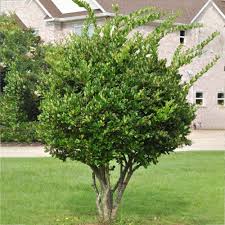 Ligustrum 'Lucidum' Waxleaf (15 Gallon)