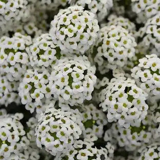 Lobularia White 4"