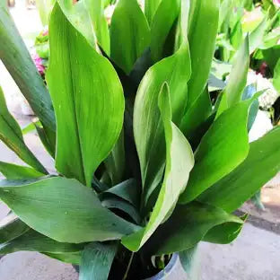 Cast Iron Plant