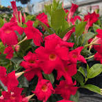 Mandevilla (4 Gallon)