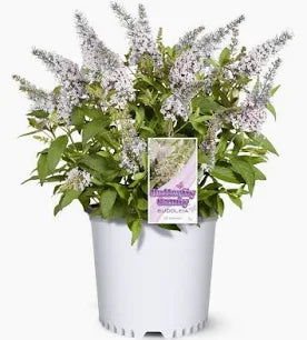 Buddleia (6 Quart)