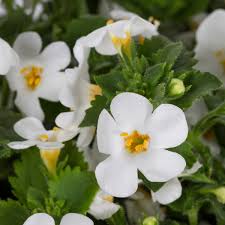 Bacopa