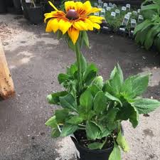Rudbeckia (1 Gallon)