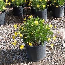 Bush Daisy 'Euryops'
