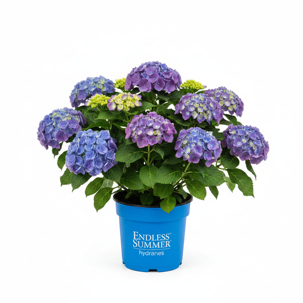 Endless Summer® Hydrangea – 3 Gallon