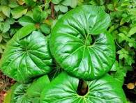 Farfugium Gigantica (Tractor Seat) - 3 Gallon