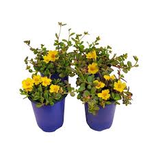 Purslane (4")